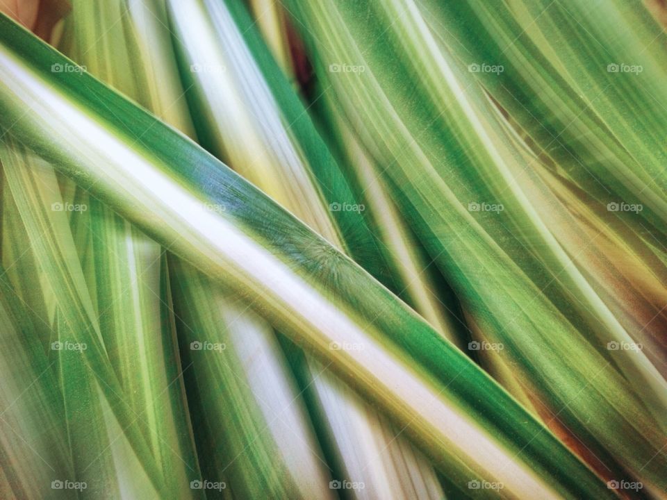 Green plants