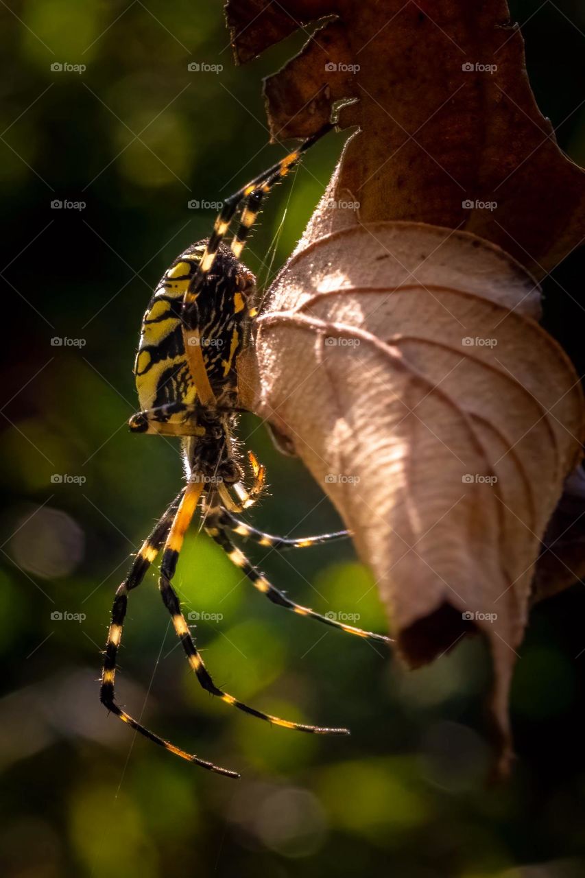 Nothing screams fall like crispy leaves and big fat yellow garden spiders (Argiope aurantia). Raleigh, North Carolina. 