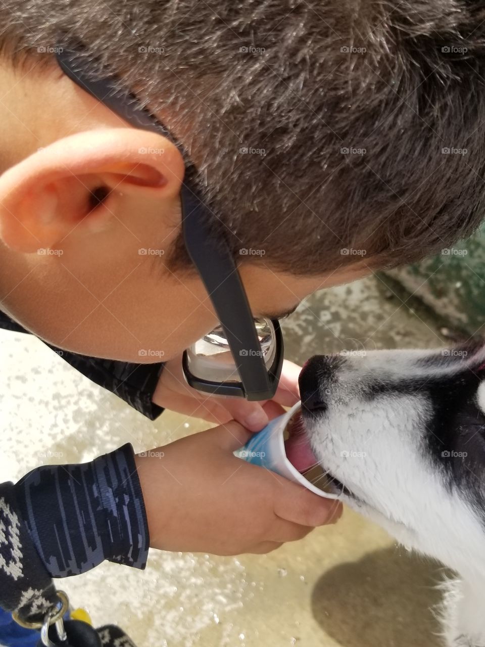 Thirsty Alaskan Malamute puppy getting a drink from a small cup from a little helpful boy at the lake park.