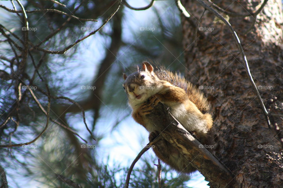 A squirrel in the tree chirping. 