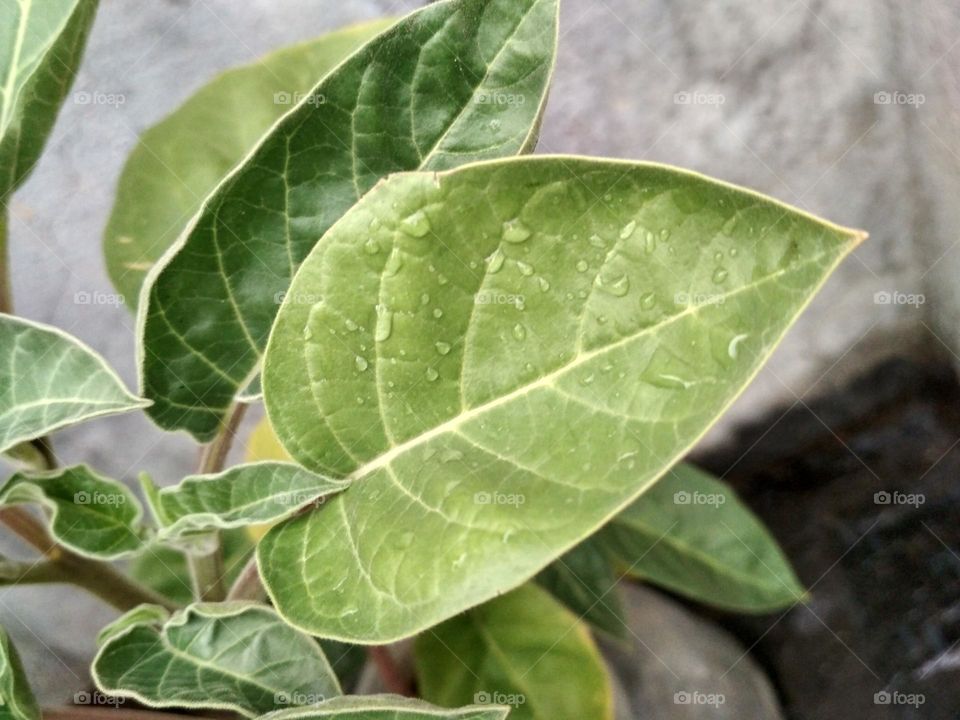 Green Leaves