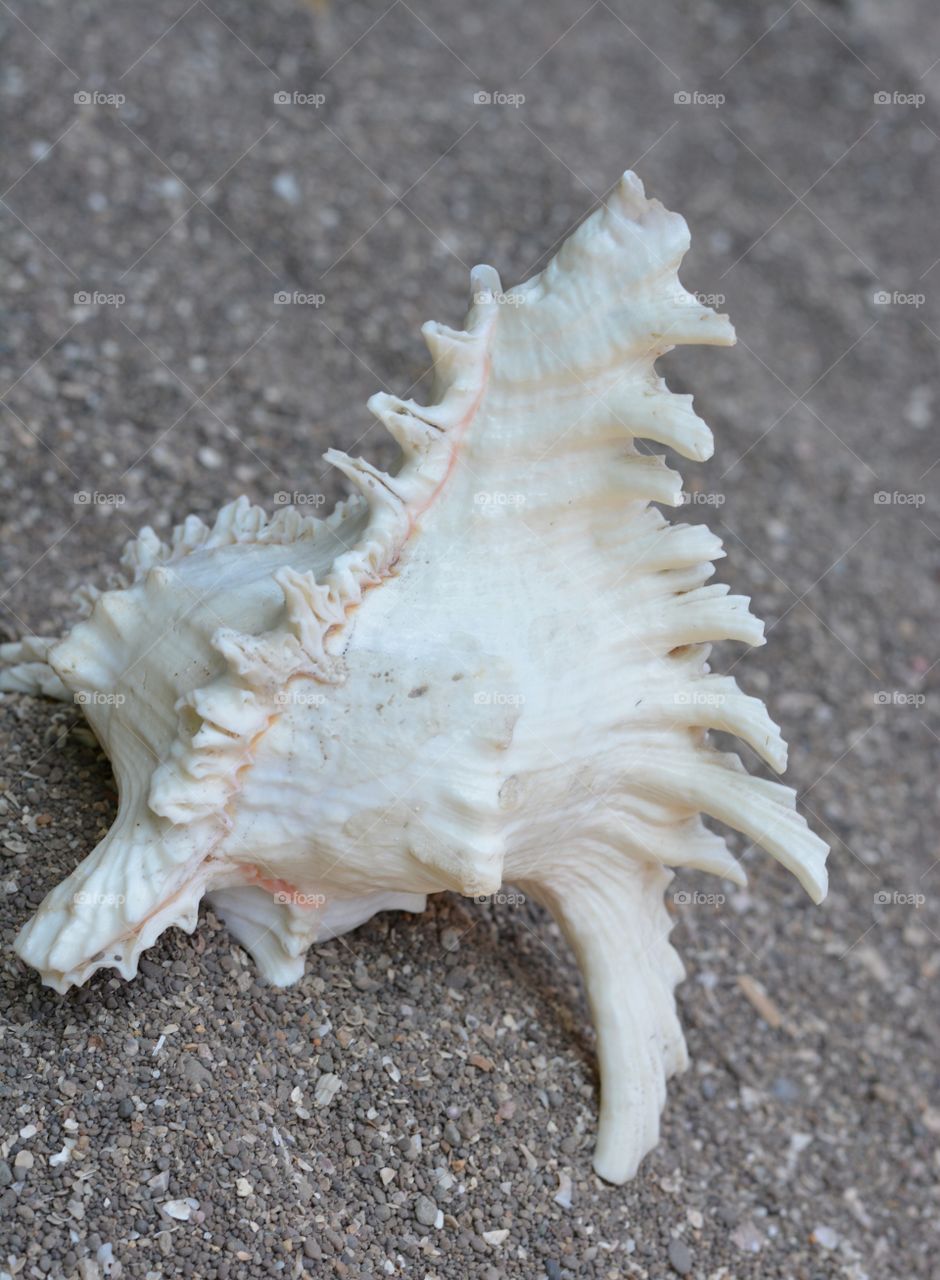 White conch shell on sand