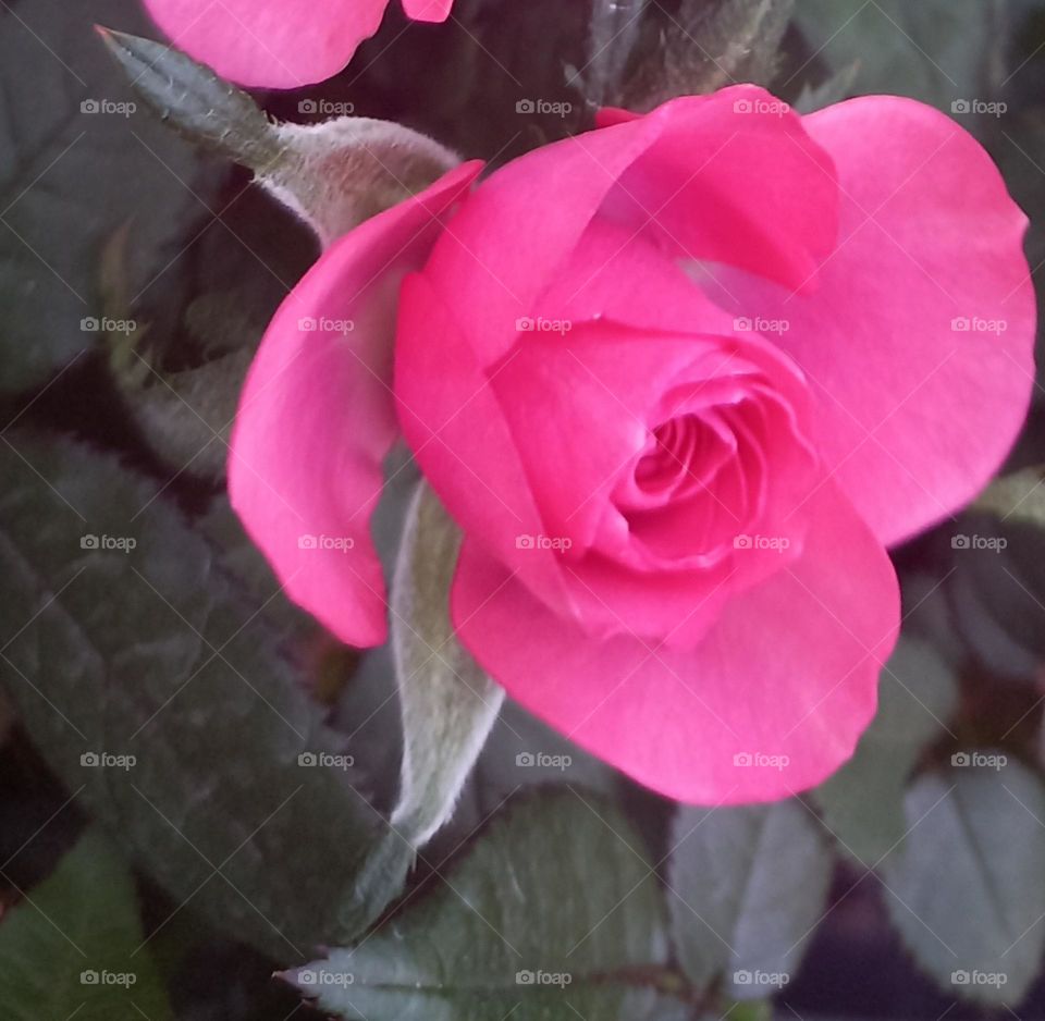 pink rose