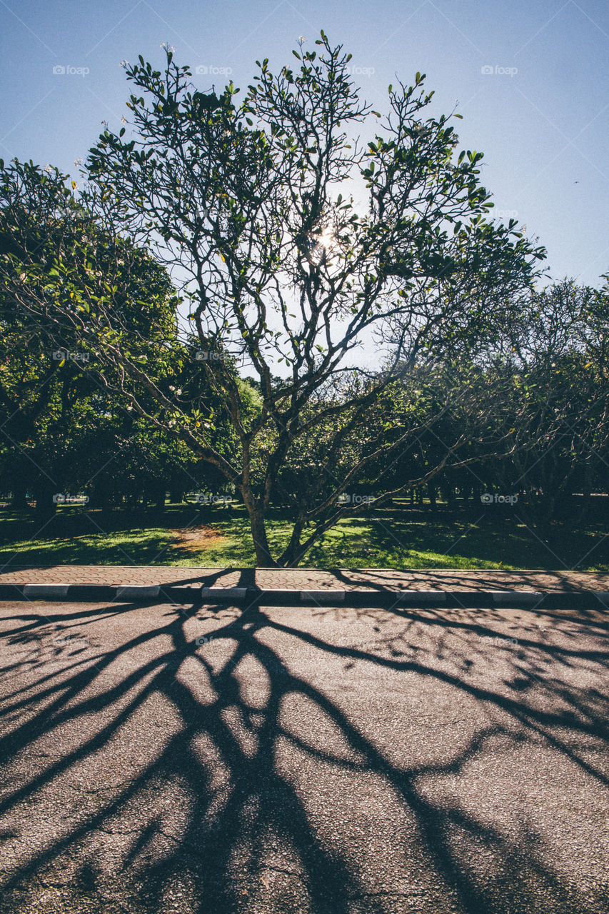 Sunlight passing through the tree