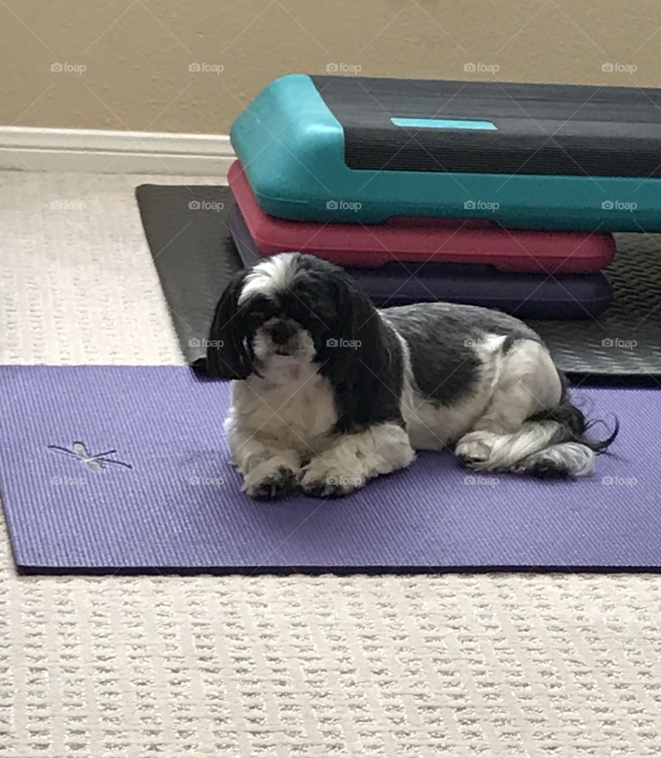 Doggy yoga