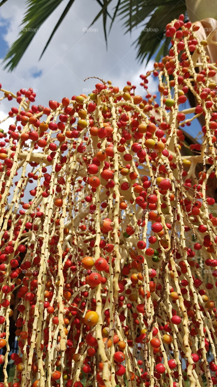 I don't know what kind of plant,It's look like coconut flower.