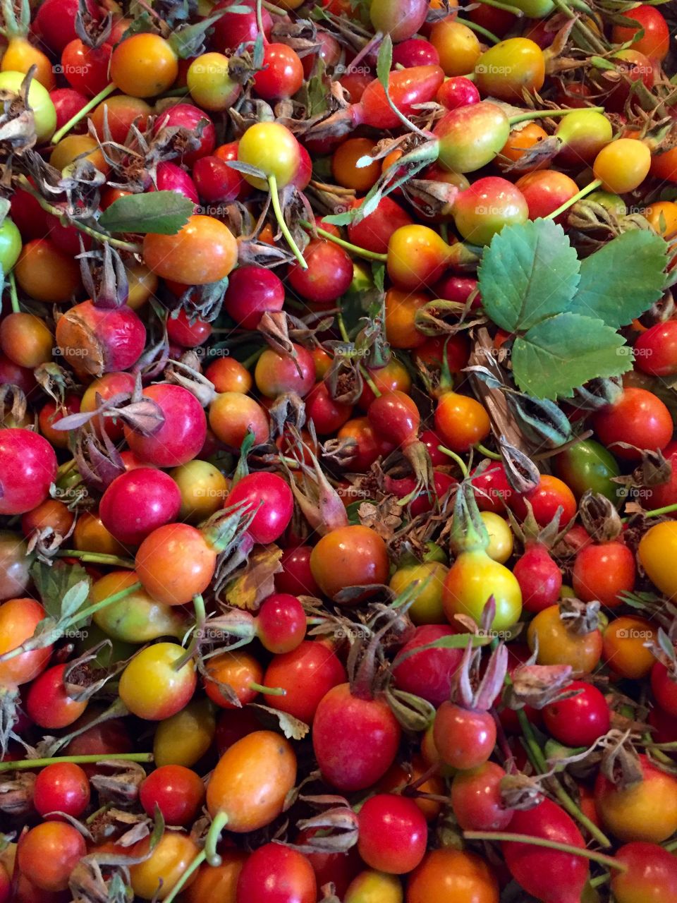 A day of foraging rose hips