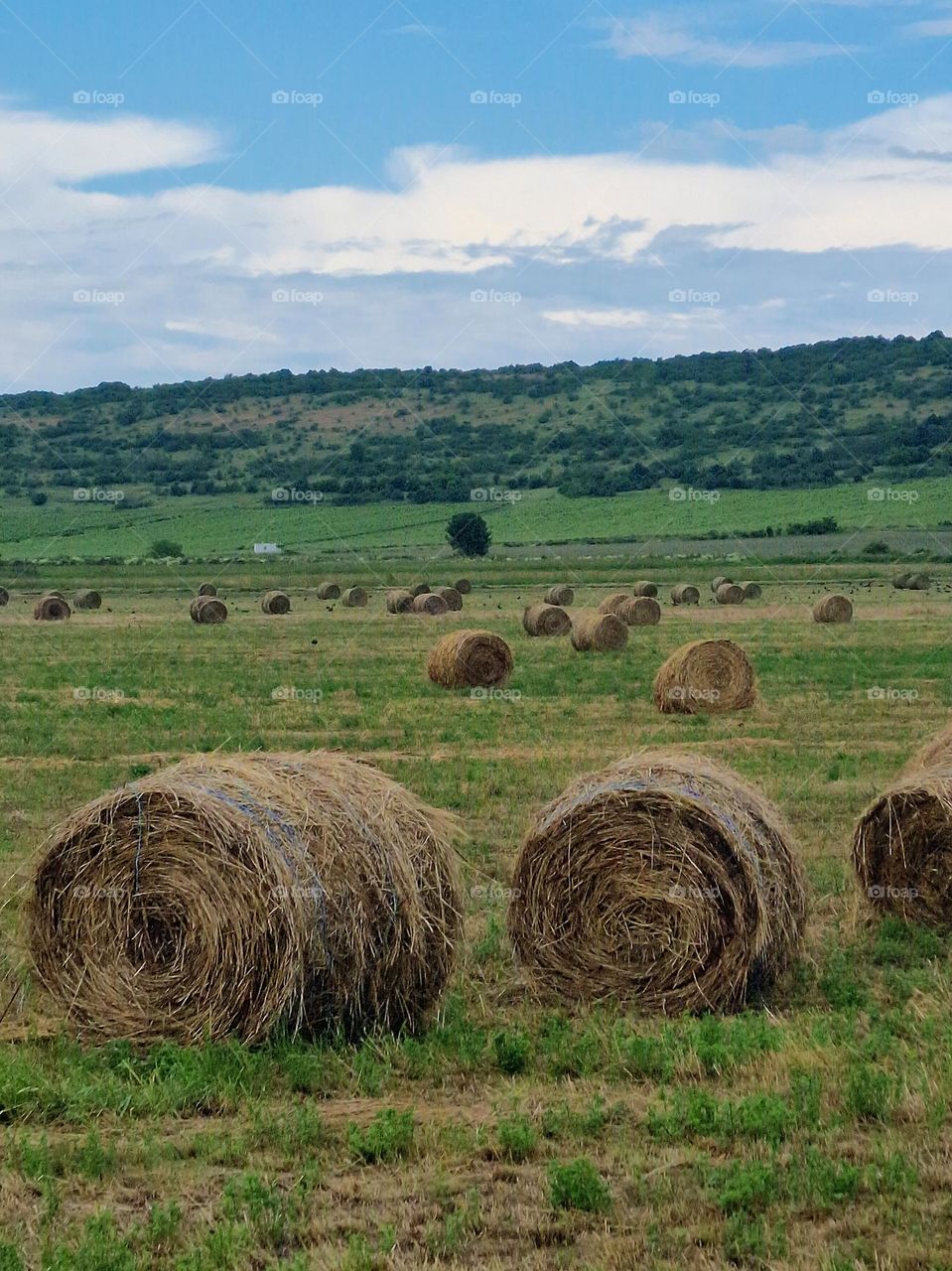 field with hay bales