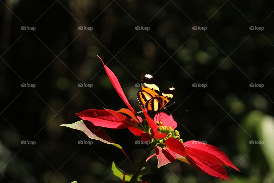 Butterfly pollination 