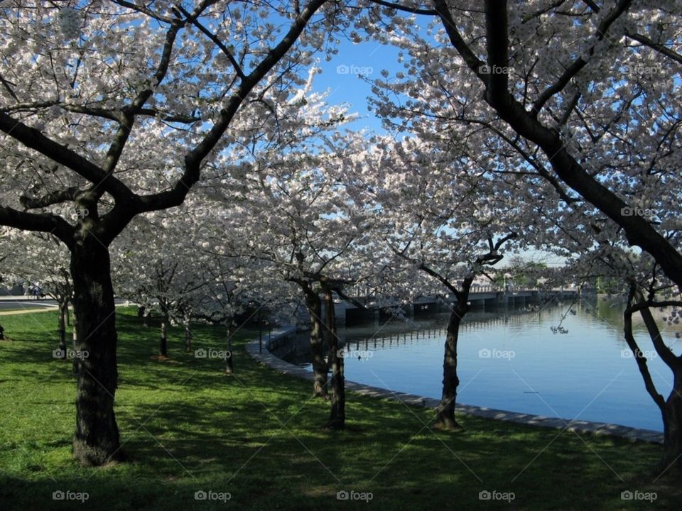 cherry trees
