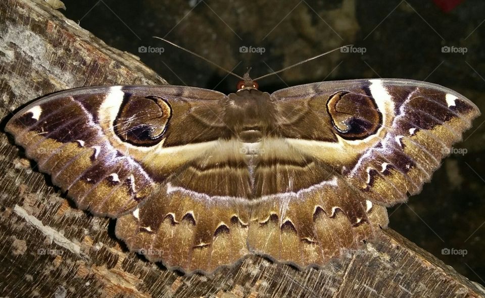 owl moth