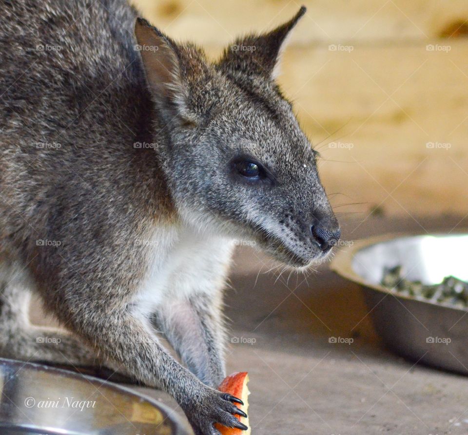 Kangaroo wants to eat some food 