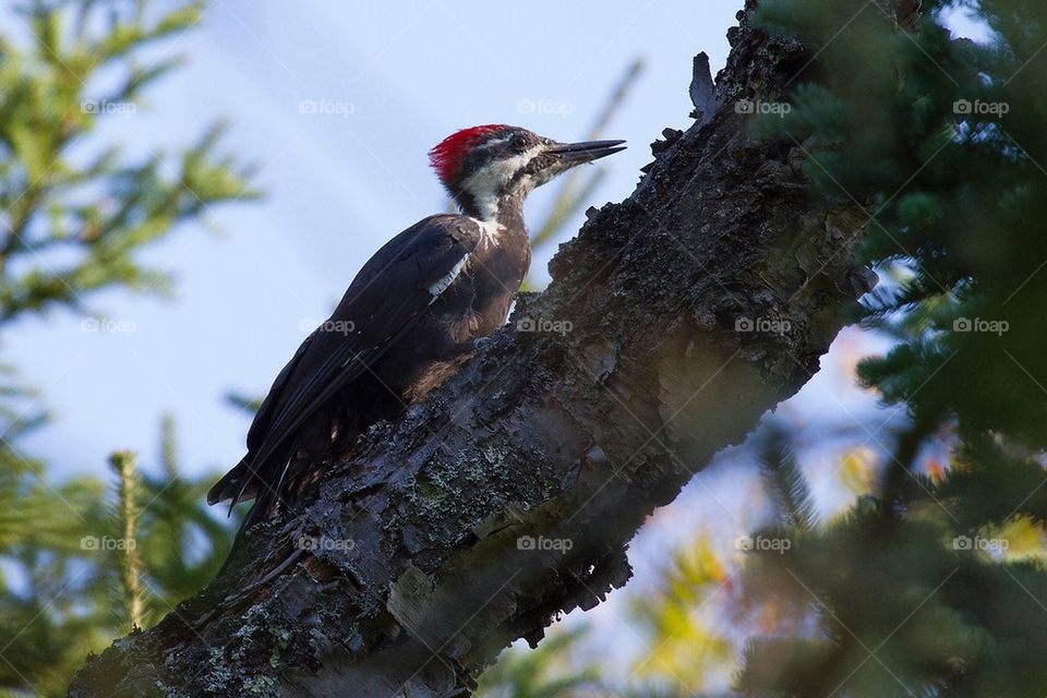 Pileated woodpecker