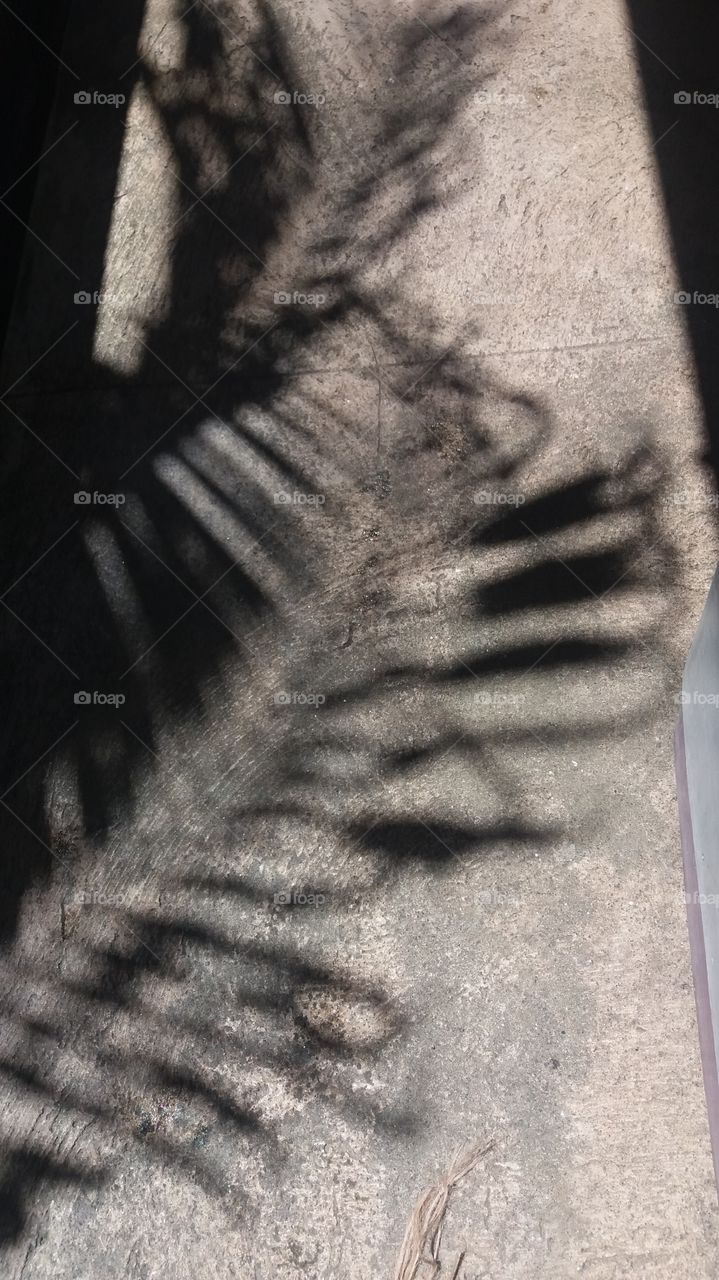 tree shadow