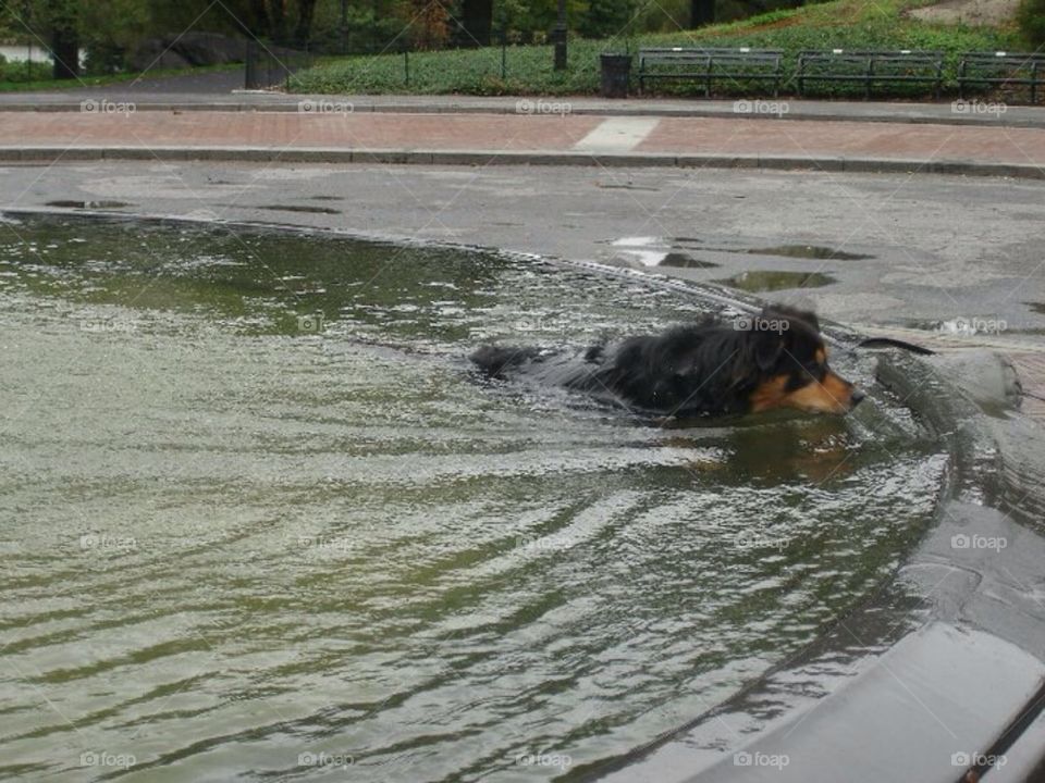 Dog in Fountain 2