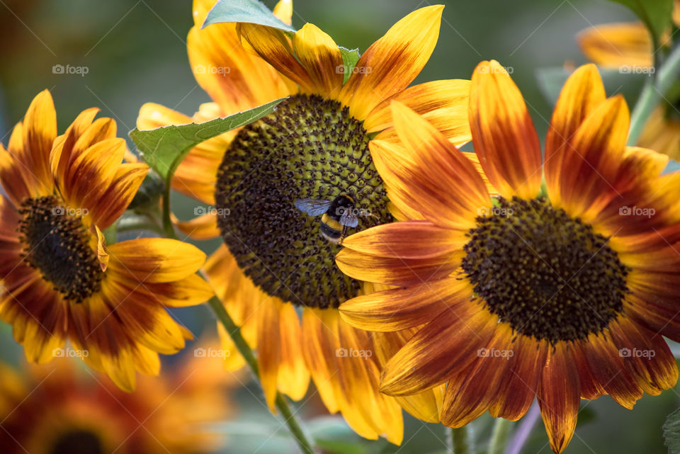 Sunflowers bees and bumblebees