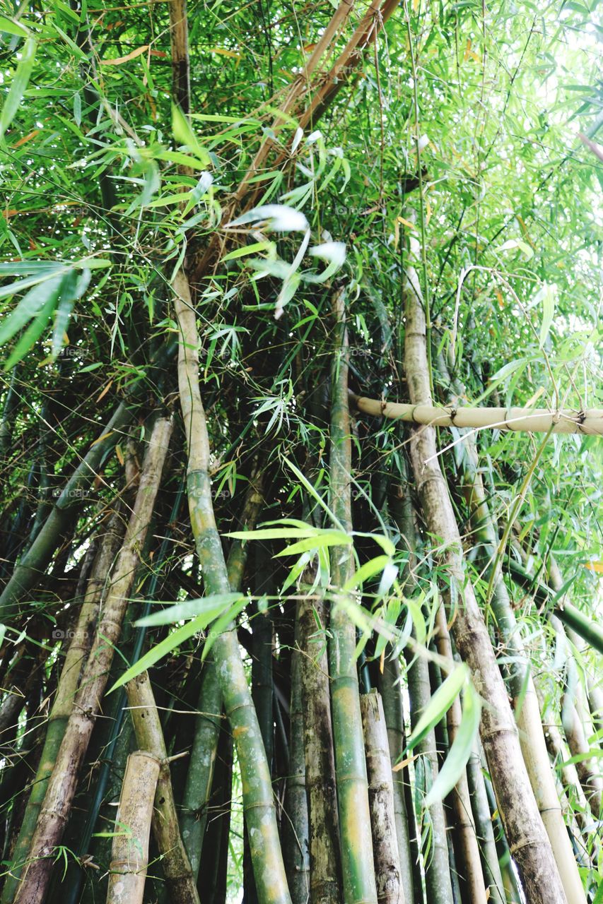 Puerto Rico rainforest bamboo