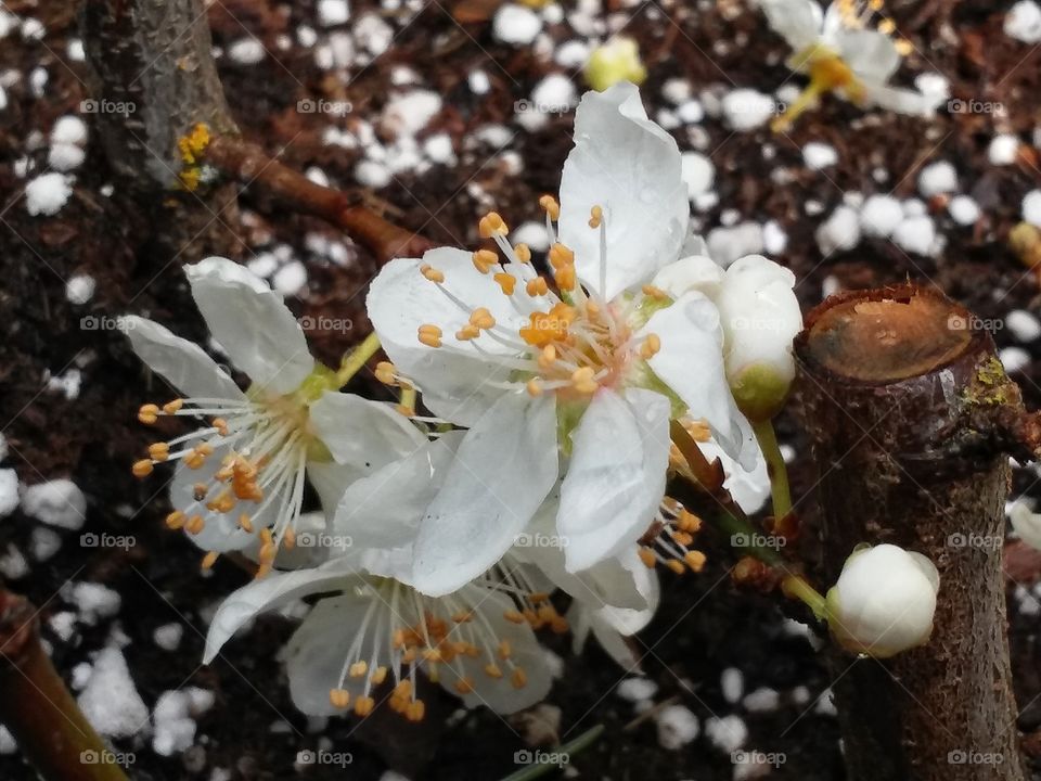 Cherry blossoms on cutting starts.