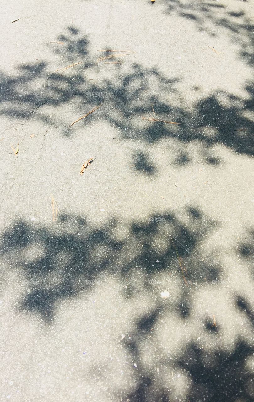 Intriguing shadows of a tree, on the street. 