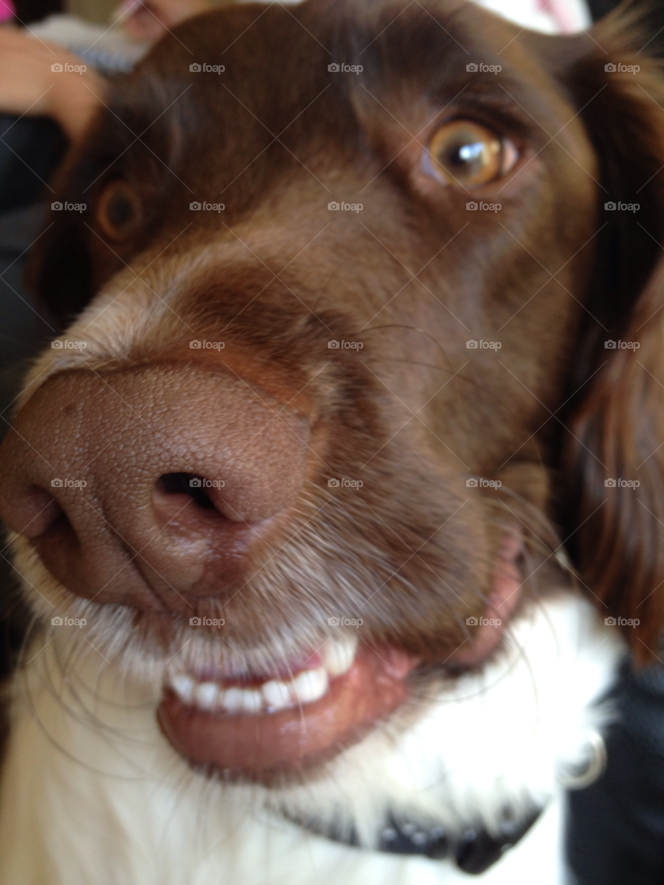 happy smile spaniel english by clairbaker