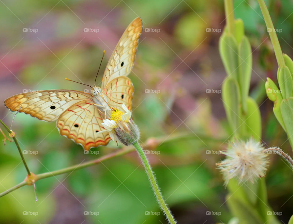 butterfly