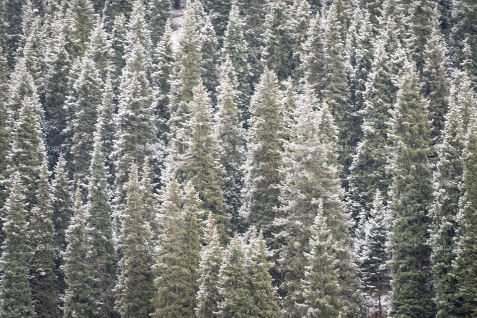 Beautiful snow on pines at big almaty lake in autumn season , Kazakhstan is new landmark for tourists around the world 