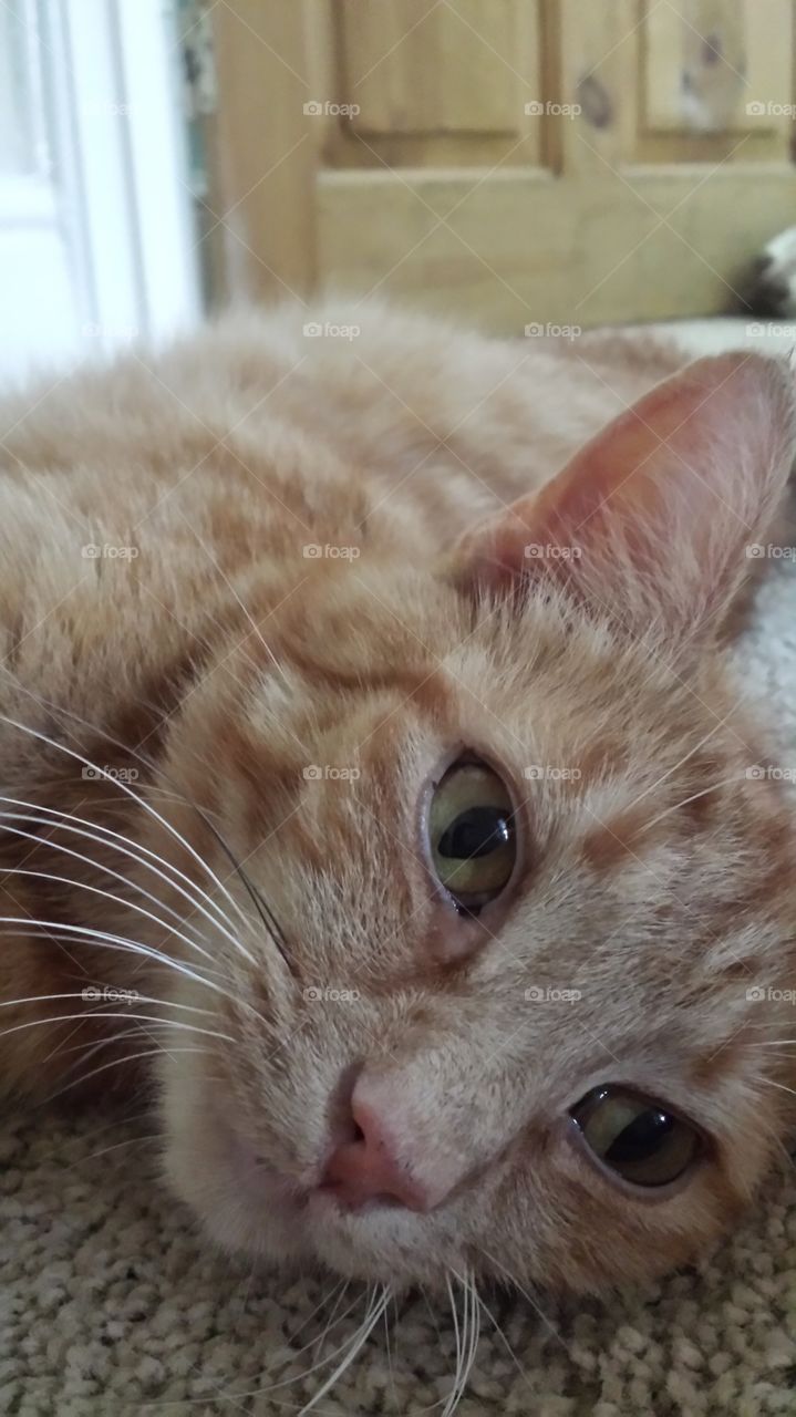 close up of ginger cat