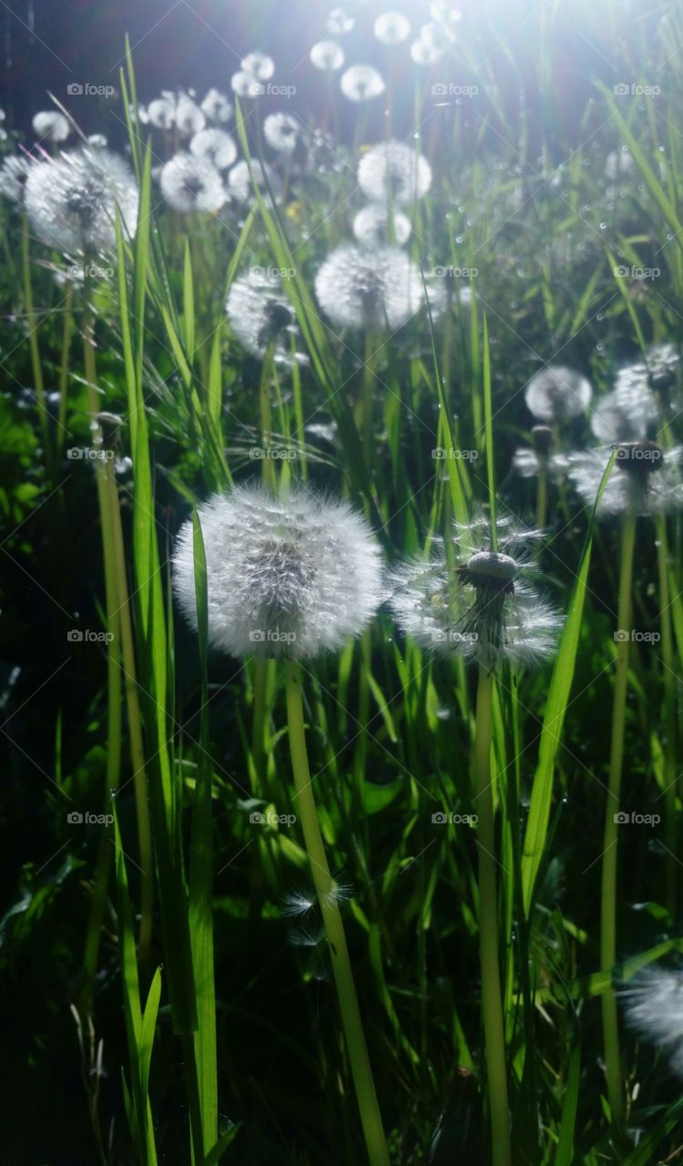 A field of dandelion seeds and wishes.
