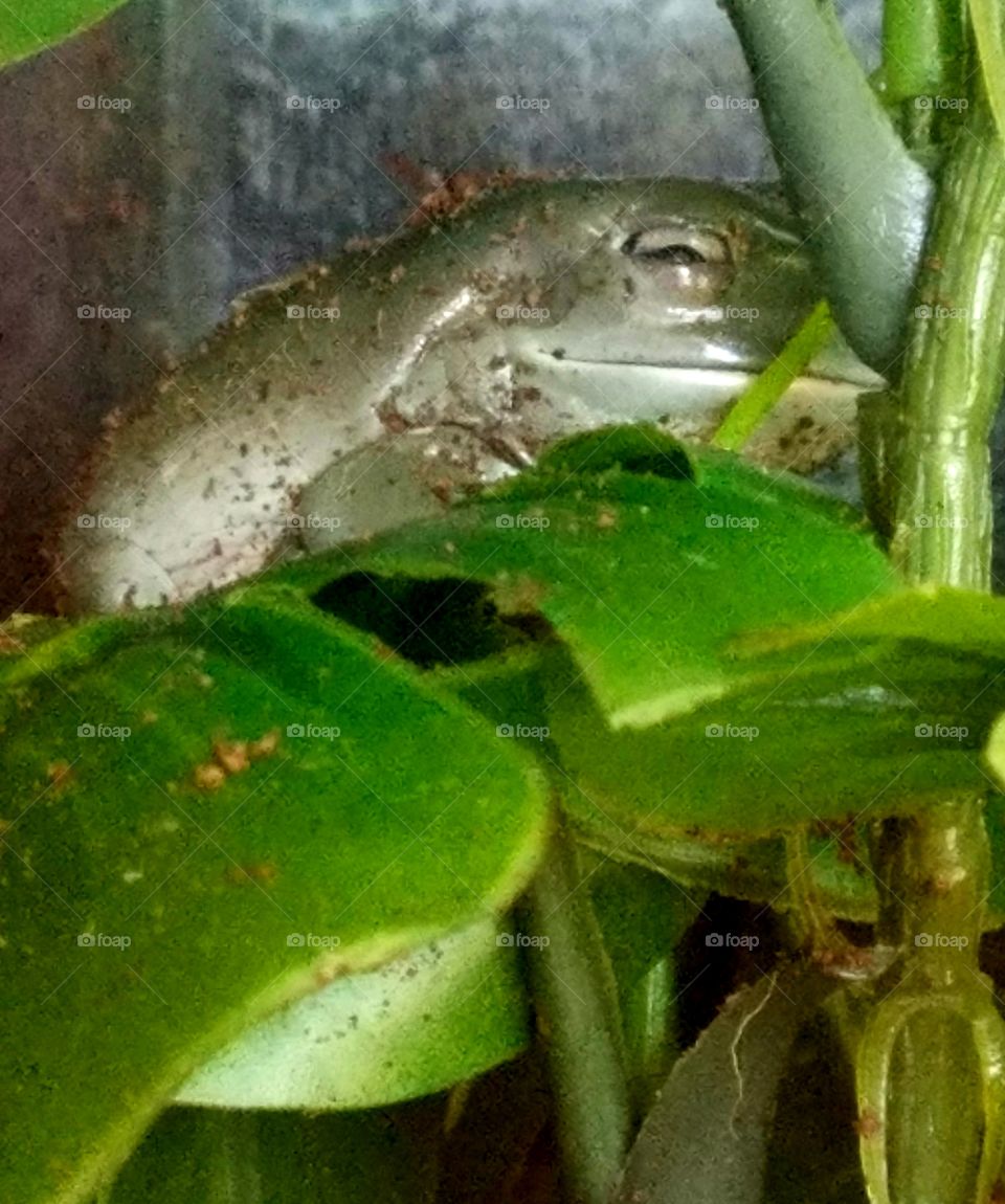 Australian frog