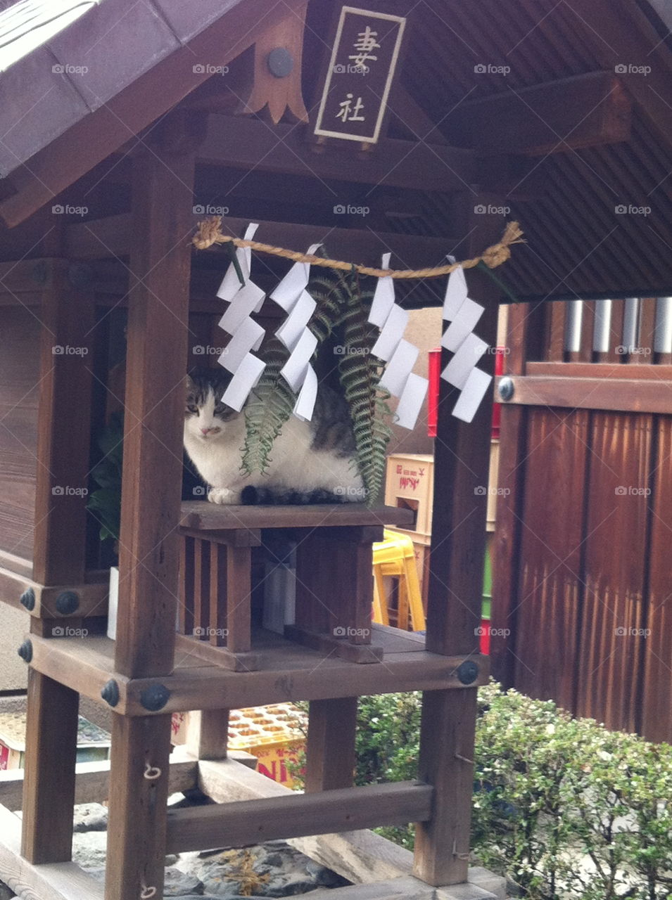 A cat gets comfortable in a small shrine in Japan.
