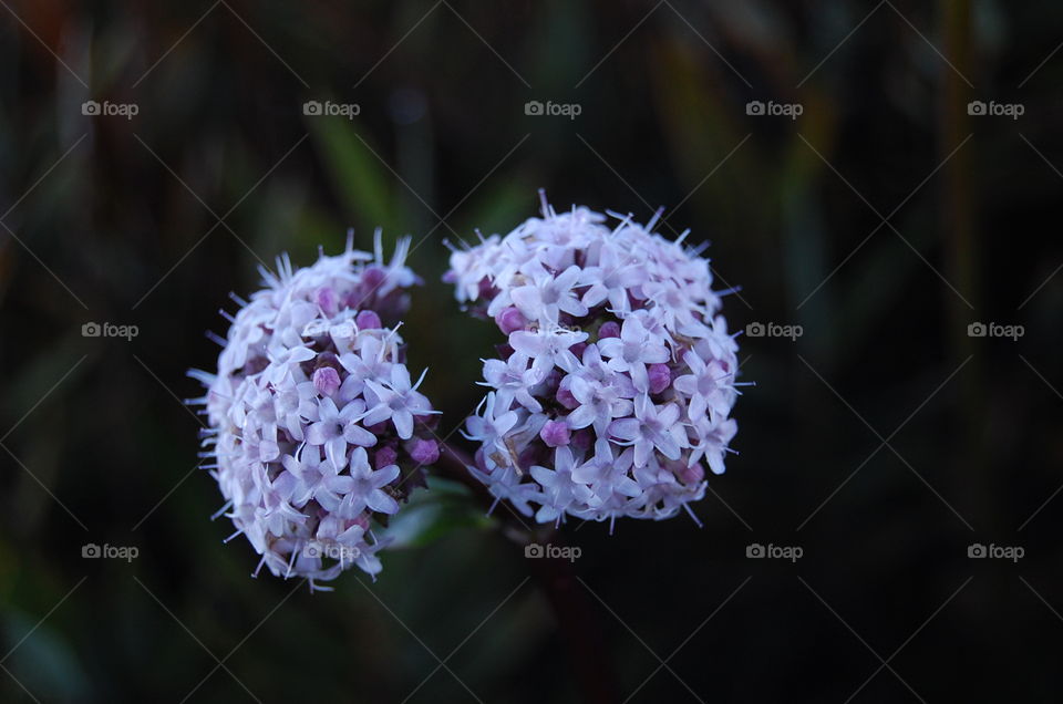 Beautiful Flowers Summit Cerro Chirripo