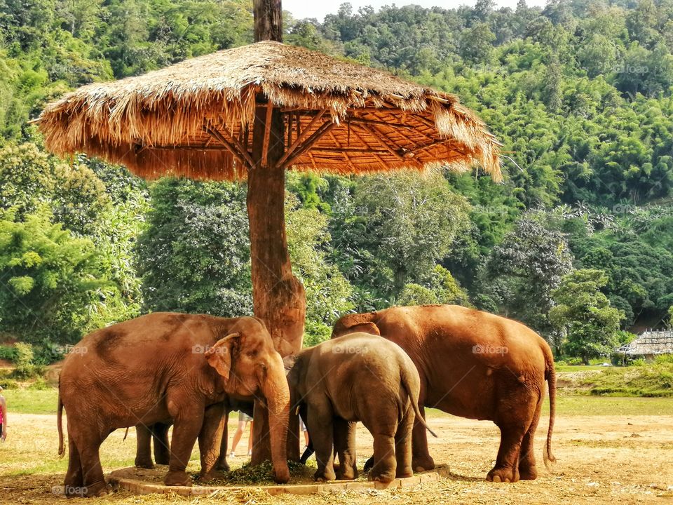 Elephants