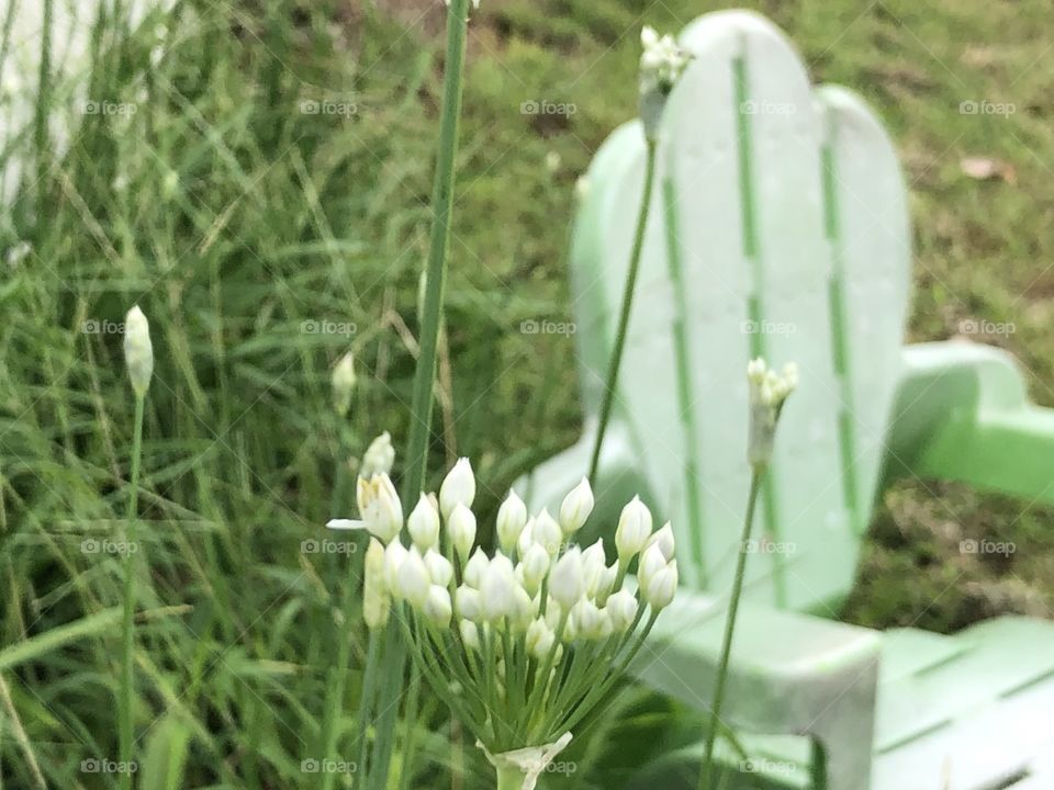 flowers and a kid chair