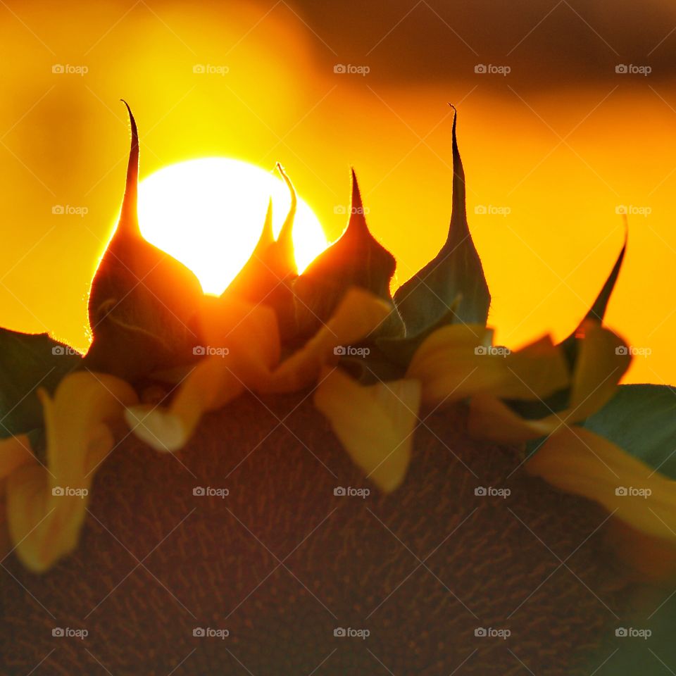 sunflower at sunset