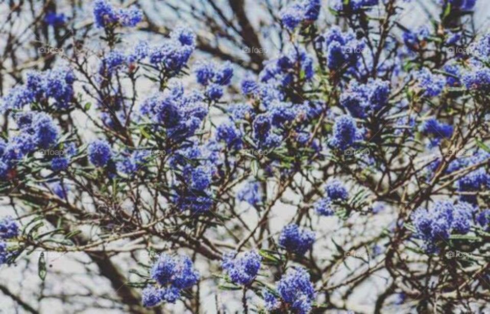 A cluster of blue flora 