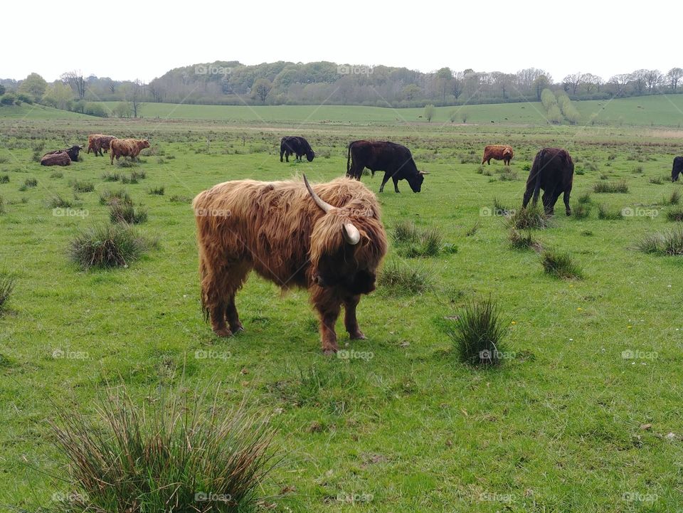 rind schottisches highland Rind cow Wiese