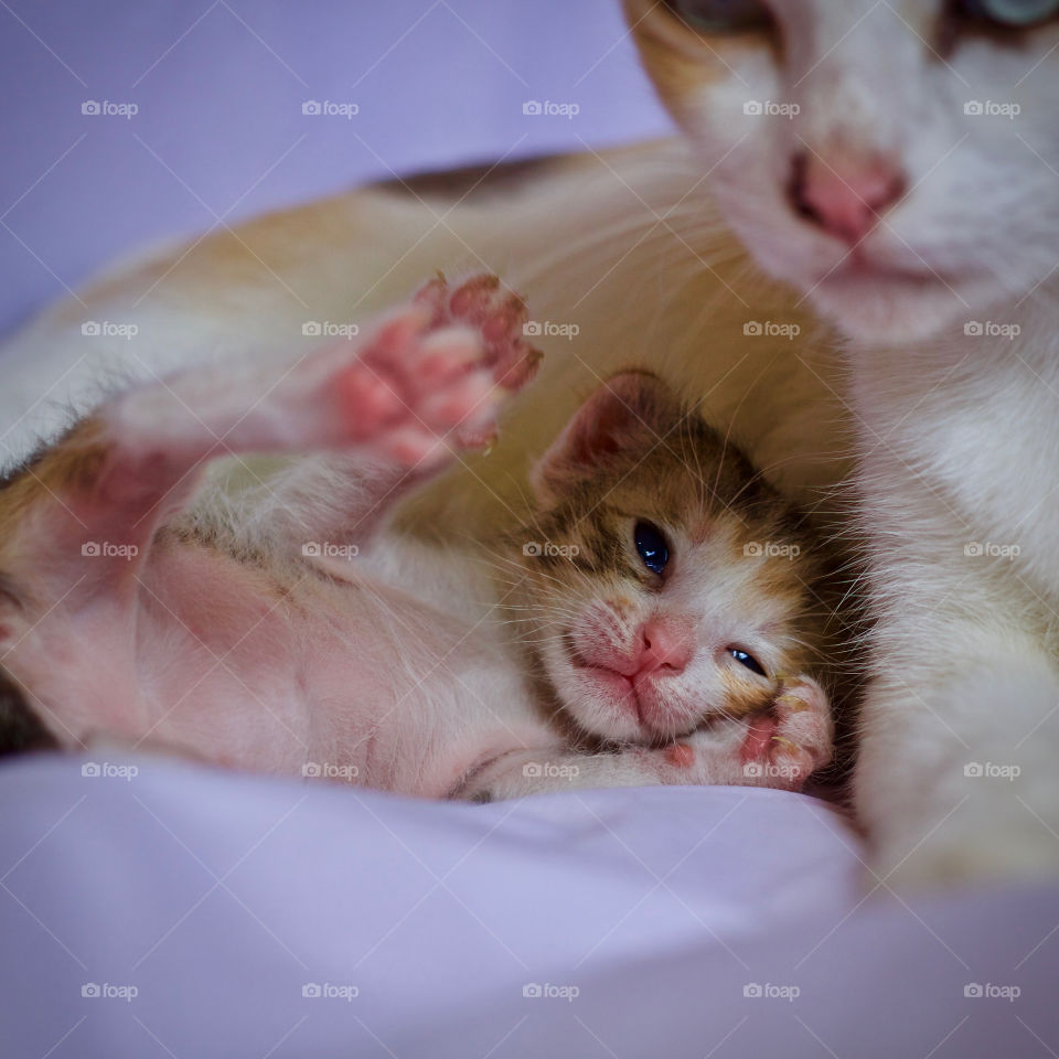 Kitten and mother 