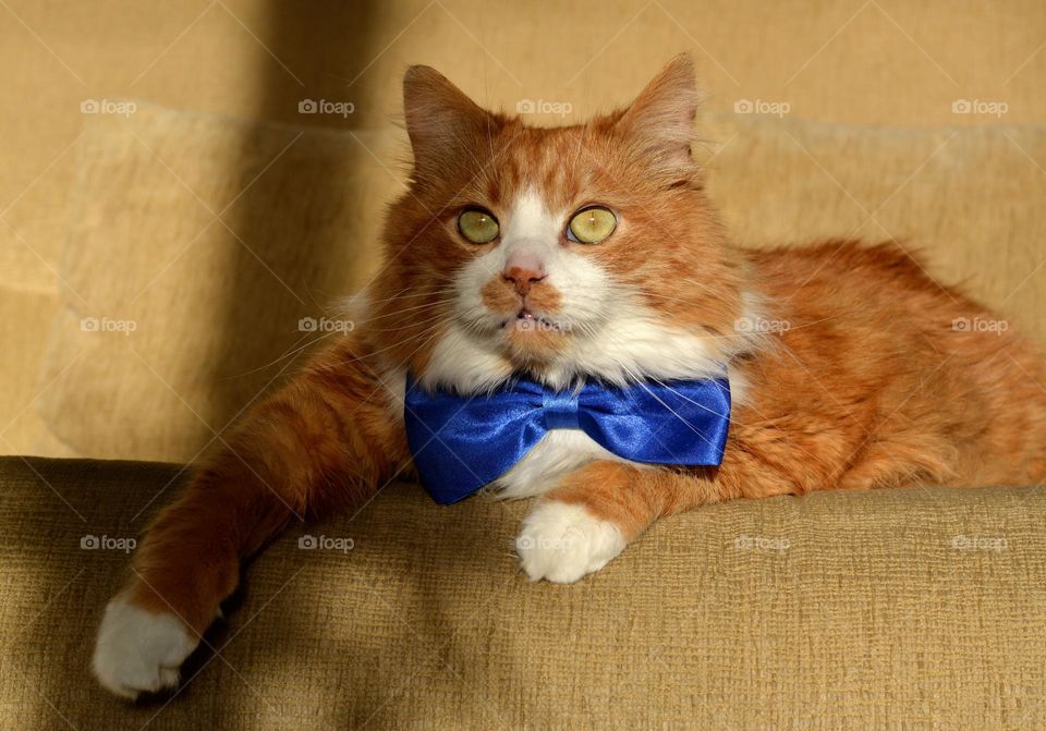 cat in bow tie beautiful funny portrait