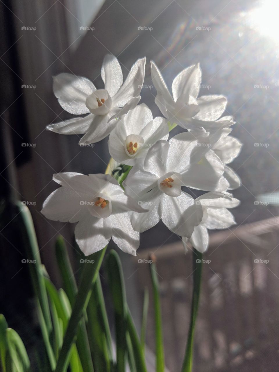 attracted to the light