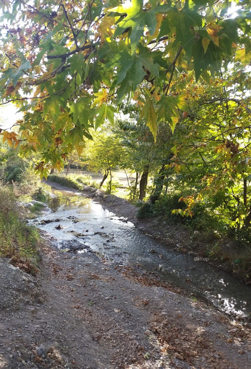 small river and trees