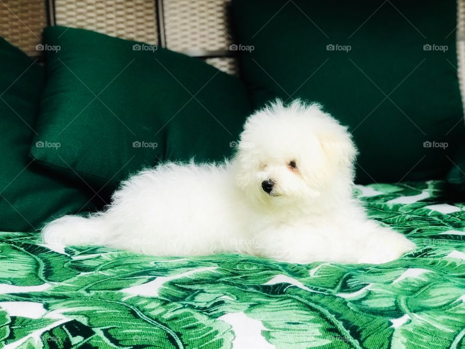 A gorgeous portrait of a furry Bichon frise puppy reclining on a sofa with a green fern print and forest green pillows in background. 