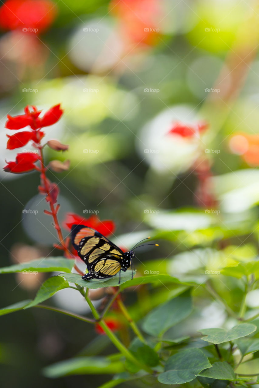 Butterfly on the flower.