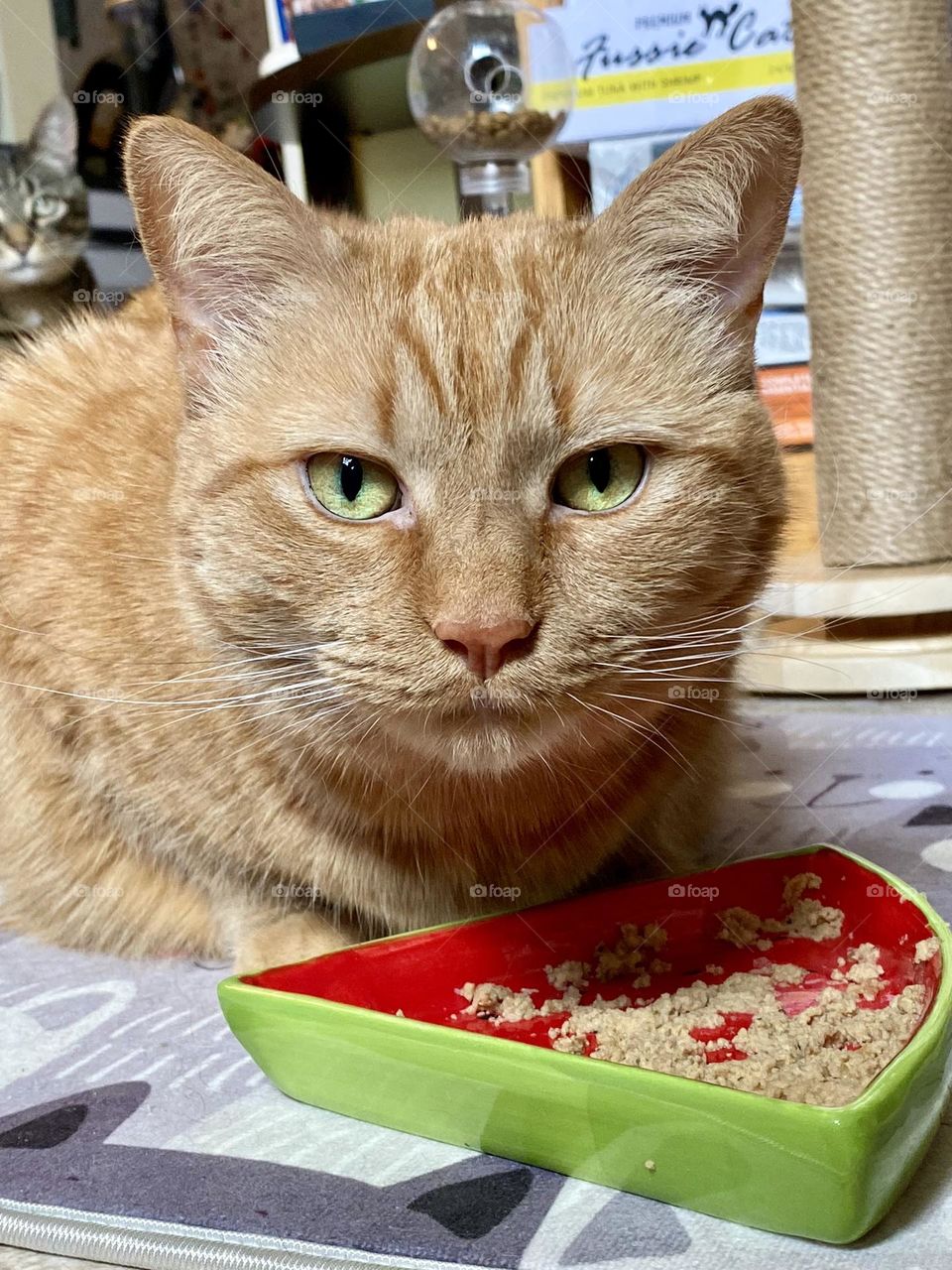 An orange tabby cat eating out of a watermelon food bowl 