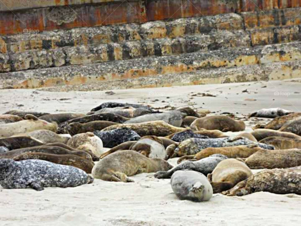 Beached seals