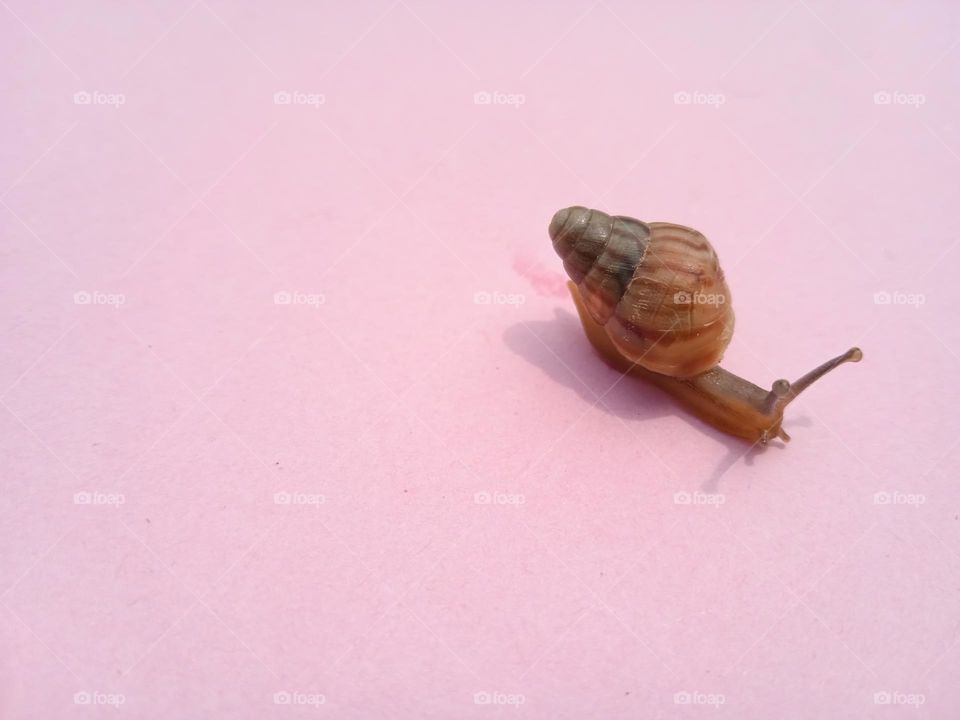 barbie snail