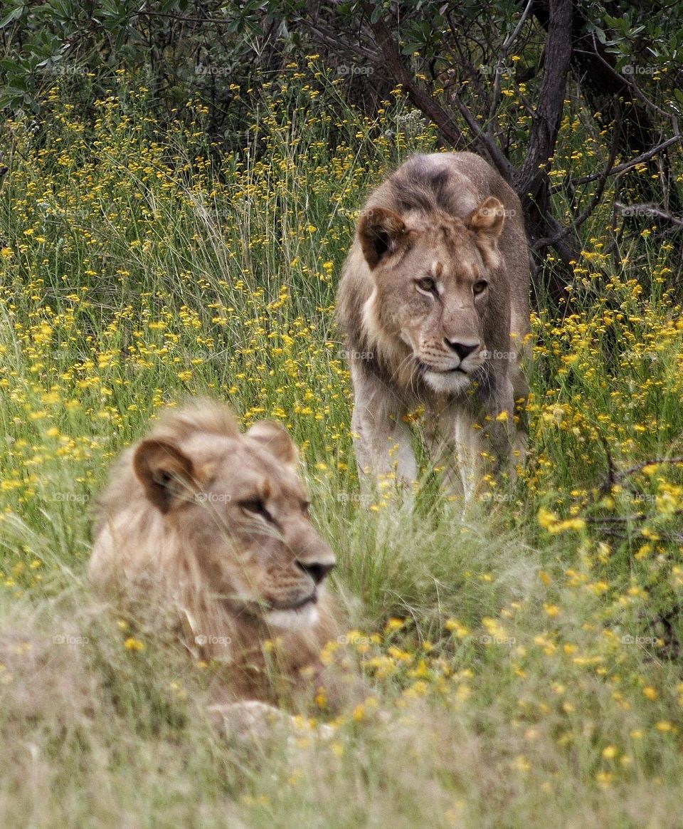 young male lions