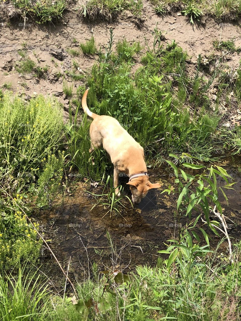 Labs Always Find the Water