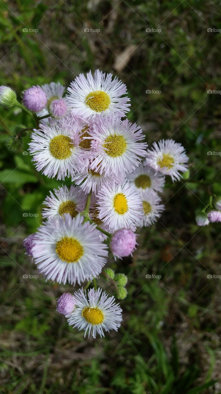 wild flowers, Laurel, MS