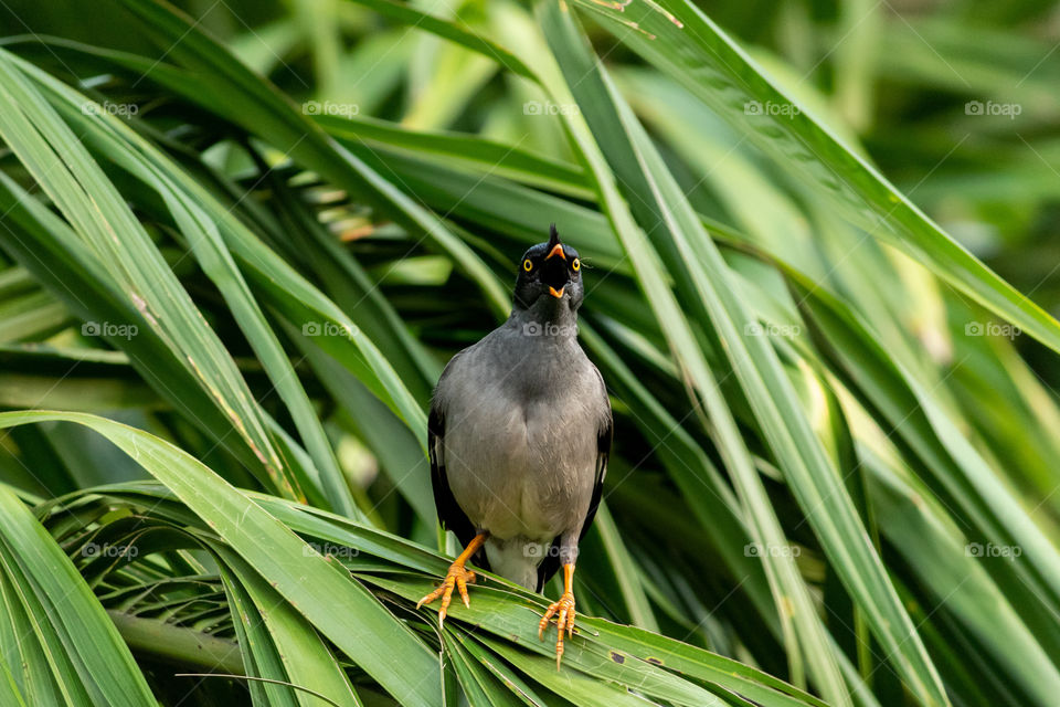 Jungle Myna