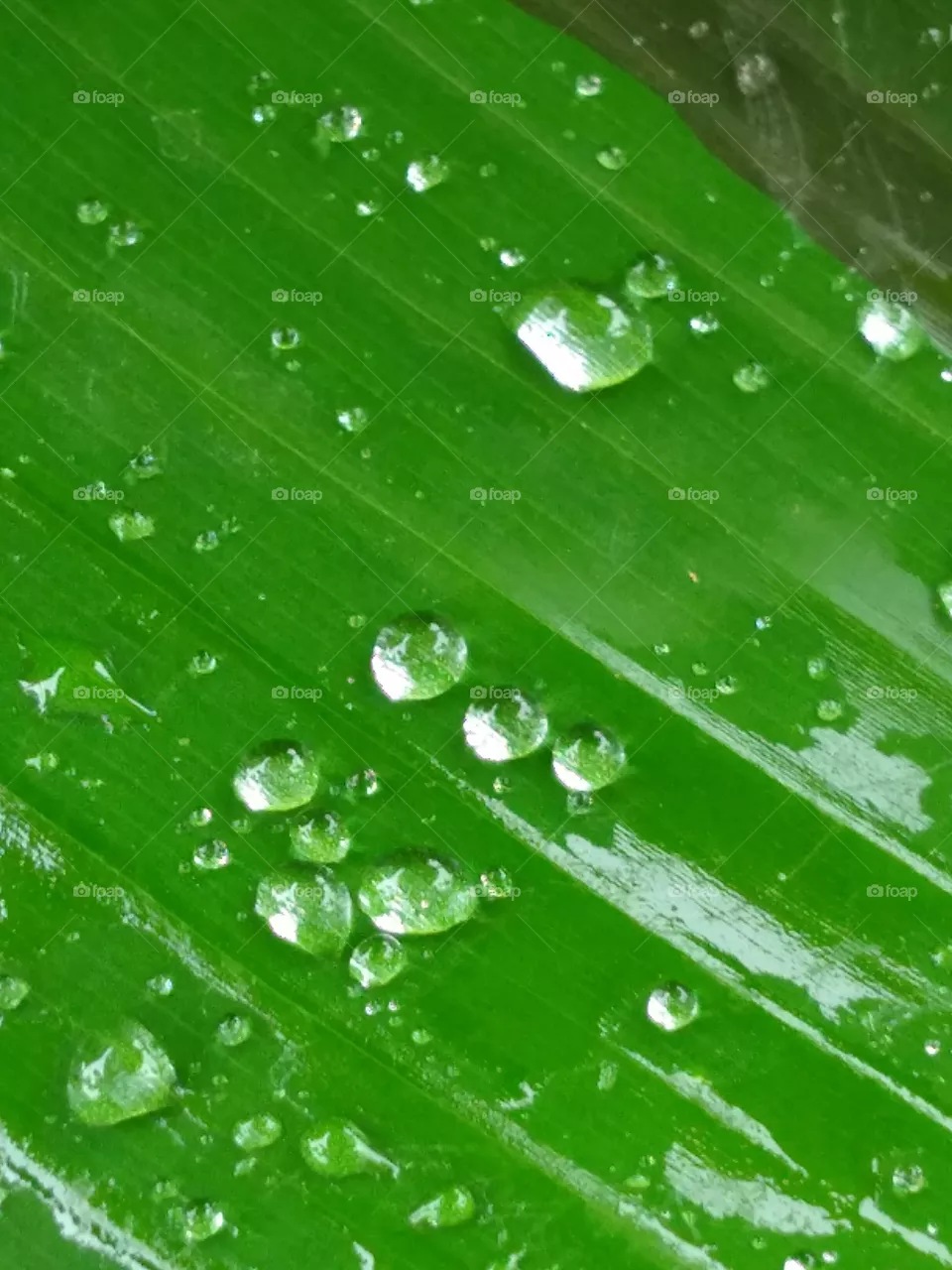 big leaf